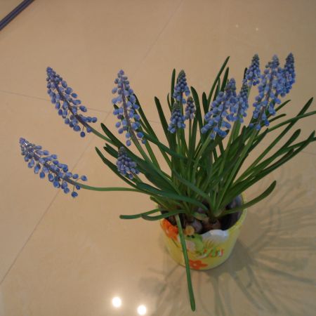 Muscari